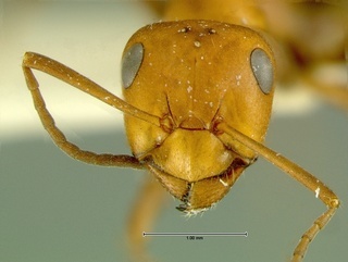 Formica laeviceps, head, CASENT0105750