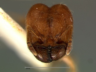 Pheidole humeralis, head, CASENT0105815