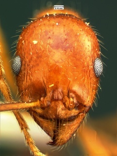 Aphaenogaster mutica, head, CASENT0105580