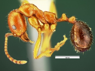 Aphaenogaster mutica, side, CASENT0105580