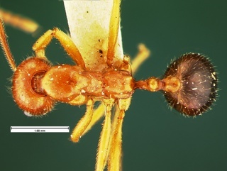 Aphaenogaster mutica, top, CASENT0105580