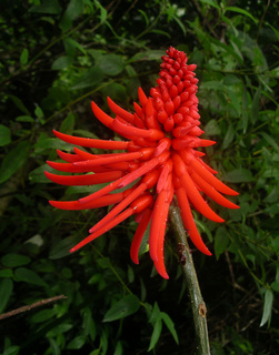 Erythrina costaricensis, flower apical