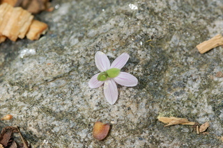 Claytonia caroliniana, flower back