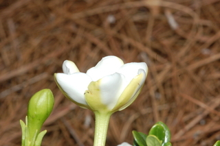 Gardenia jasminoides, var Heaven scent