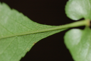 Chaenomeles speciosa, var Cameo, Common Floweringquince, leaf base under