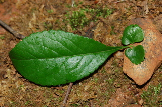 Chaenomeles speciosa, var Cameo, Common Floweringquince, leaf upper