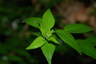 Abelia chinensis, Chinese Abelia