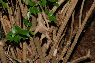 Abelia chinensis, Chinese Abelia, bark