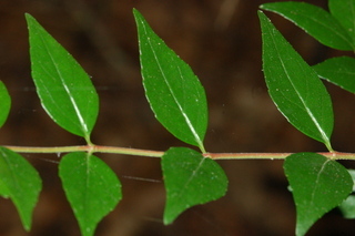 Abelia chinensis, Chinese Abelia, branching