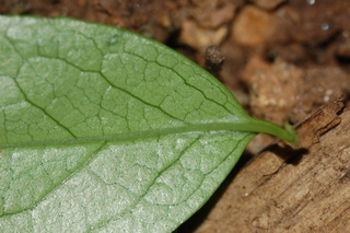 Abelia chinensis, Chinese Abelia, leaf base lower