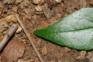 Abelia chinensis, Chinese Abelia, leaf tip upper