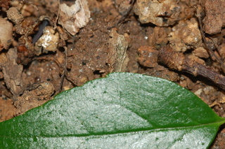 Abelia chinensis, Chinese Abelia, margin