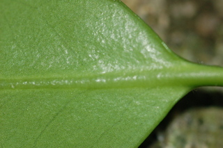 Camellia sasanqua, var Shishiggushura, leaf base lower