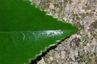 Camellia sasanqua, var Shishiggushura, leaf tip upper
