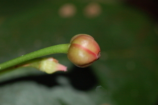 Illicium henryi, Anise Tree, flower bud