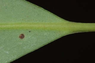 Illicium henryi, Anise Tree, leaf base lower