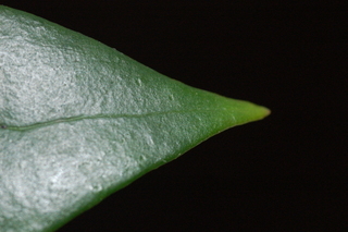 Illicium henryi, Anise Tree, leaf tip upper