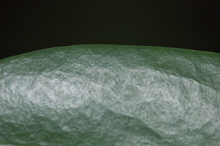 Illicium henryi, Anise Tree, margin