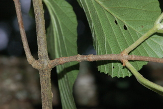 Viburnum wrightii, Wright Viburnum, branching