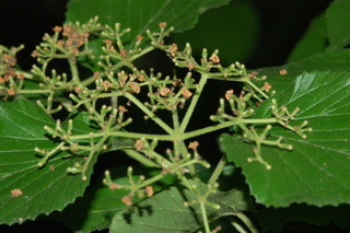 Viburnum wrightii, Wright Viburnum, inflorescence