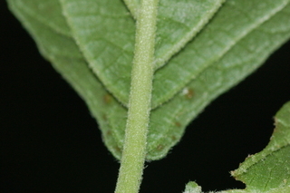 Viburnum wrightii, Wright Viburnum, leaf base lower