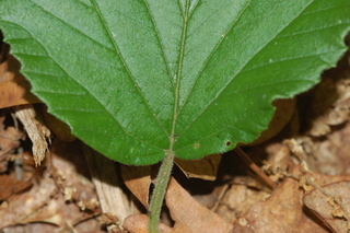 Viburnum wrightii, Wright Viburnum, leaf base upper