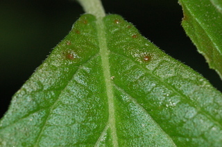 Viburnum wrightii, Wright Viburnum, leaf base upper