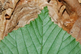 Viburnum wrightii, Wright Viburnum, leaf tip upper