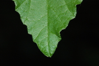 Viburnum wrightii, Wright Viburnum, leaf tip upper