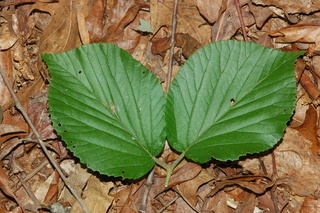 Viburnum wrightii, Wright Viburnum, leaf upper
