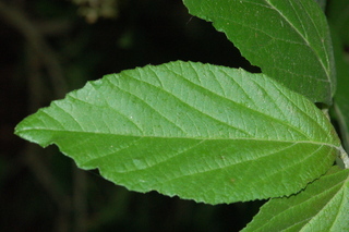 Viburnum wrightii, Wright Viburnum, leaf upper