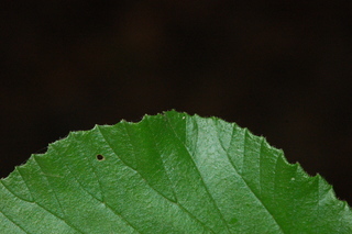 Viburnum wrightii, Wright Viburnum, margin