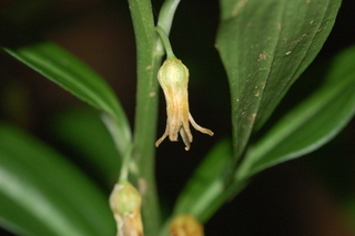 Disporopsis pernyi, flower