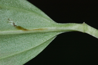 Disporopsis pernyi, leaf base lower