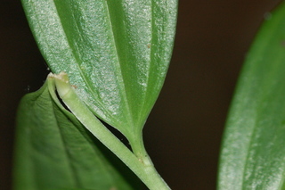 Disporopsis pernyi, leaf base upper