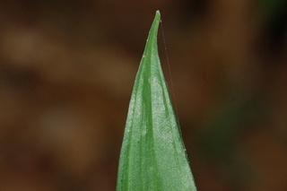 Disporopsis pernyi, leaf tip upper