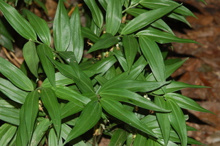 Disporopsis pernyi, plant