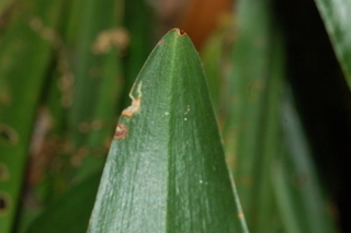 Rohdea japonica, leaf tip upper