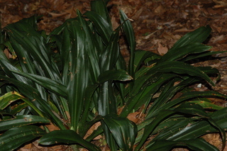 Rohdea japonica, plant