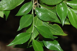 Sarcococca ruscifolia, Fragrant Sarcococca, branching
