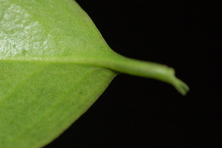 Sarcococca ruscifolia, Fragrant Sarcococca, leaf base lower