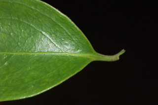 Sarcococca ruscifolia, Fragrant Sarcococca, leaf base upper