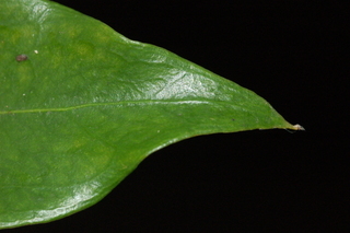 Sarcococca ruscifolia, Fragrant Sarcococca, leaf tip upper