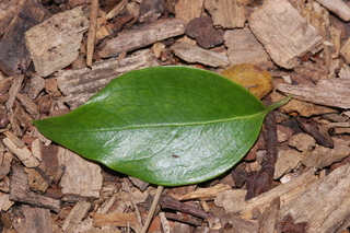 Sarcococca ruscifolia, Fragrant Sarcococca, leaf upper