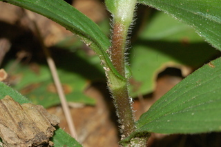 Tricyrtis formosana, Formosa Toad-Lily