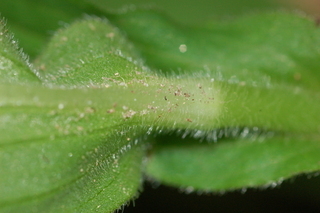 Tricyrtis formosana, Formosa Toad-Lily, leaf base lower