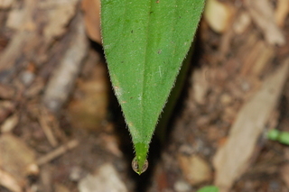 Tricyrtis formosana, Formosa Toad-Lily, leaf tip upper
