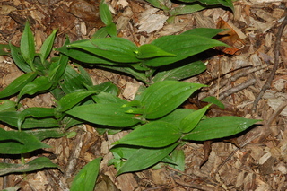 Tricyrtis formosana, Formosa Toad-Lily, plant