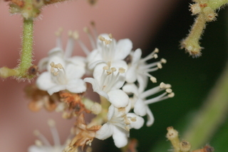 Viburnum wrightii, Wright Viburnum, inflorescence