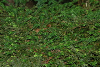 Cephalotaxus harringtonia, var Duke gardens, Japanese Plum Yew